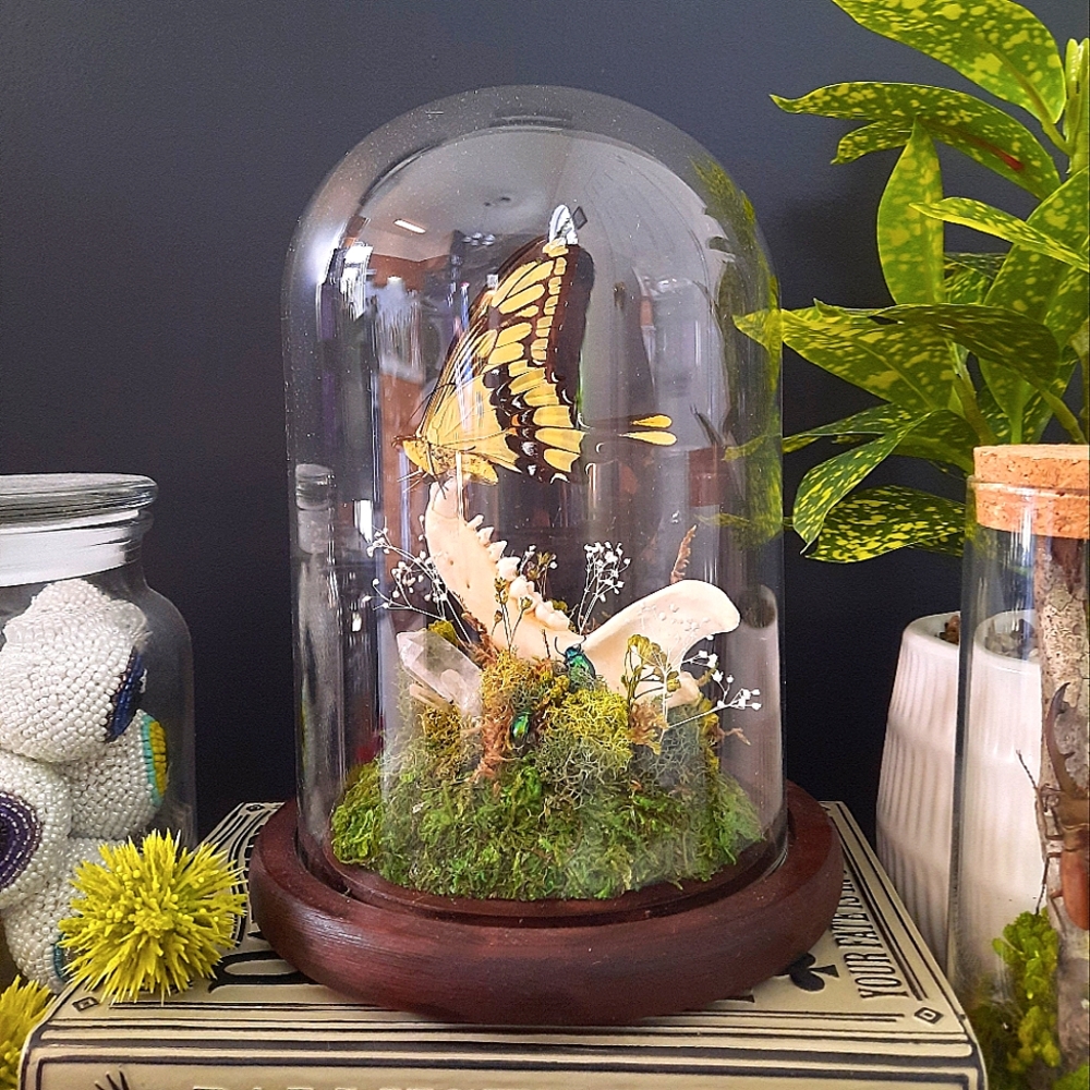 REAL Coyote Jaw Bone with Yellow Tiger Swallowtail Butterfly Glass Cloche Oddity